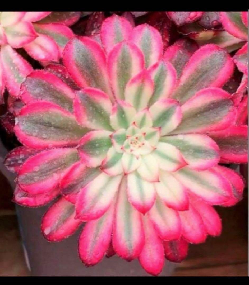 多肉植物アエオニウム錦❤カルミン*エメラルド錦❤️